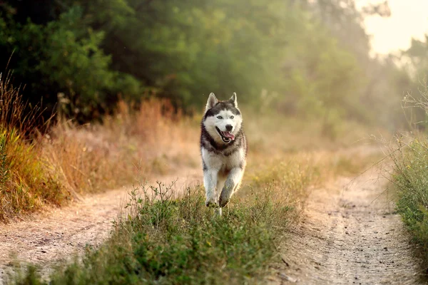 The dog runs. Siberian husky runs on the road at dawn of day.