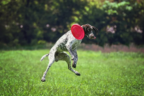 The dog catches the plate for throwing. Dog breed Pointers playing on the grass fun.