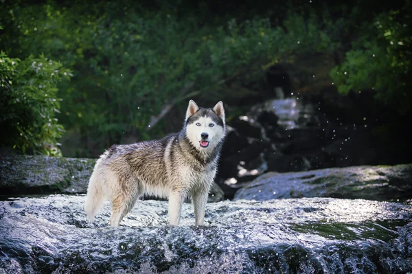 Portrait of three dogs in the background of a waterfall. Dog breed Siberian husky and Jack Russell Terrier sitting and lying on rocks near the water.