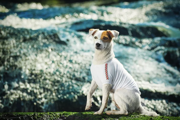 Dog in clothes on a background of water. Portrait of a dog breed Jack Russell Terrier on a background of a waterfall.