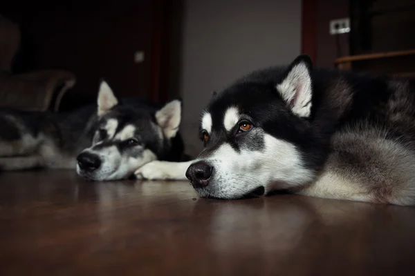 Two dogs lie on the floor. Alaskan Malamute resting.