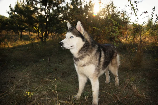 The dog is beautiful. Siberian husky rays of the sun.