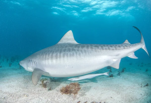 Tiger shark at the Bahamas