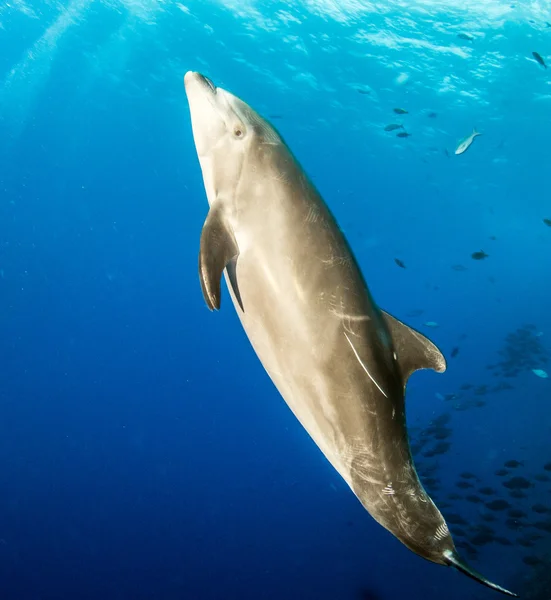 Bottlenose Dolphin during a scuba dive