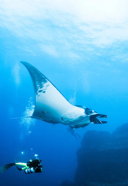 Manta Ray - Scuba diving