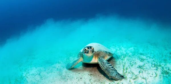 Sea Turtle at Turkey