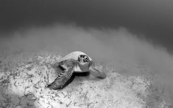 Sea Turtle at Turkey
