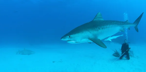 Tiger shark at Bahamas