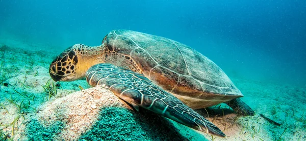 Sea Turtle at Turkey