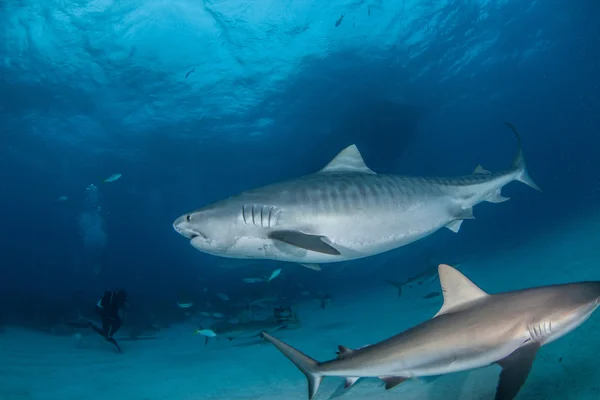 Tiger shark during a scuba dive