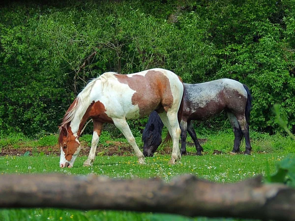 Horses grazing on green meadow