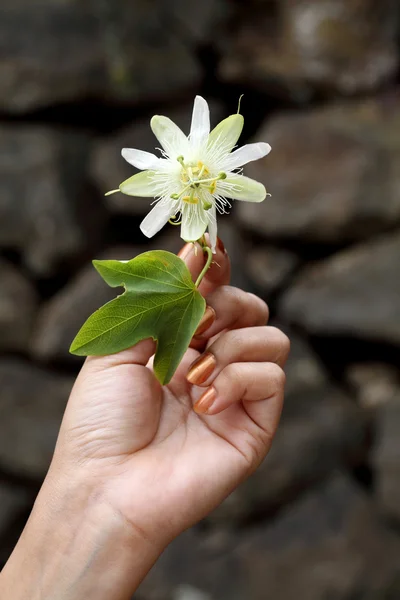 Hand holding passion fruit flower