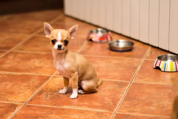 A cute little puppy waiting for food