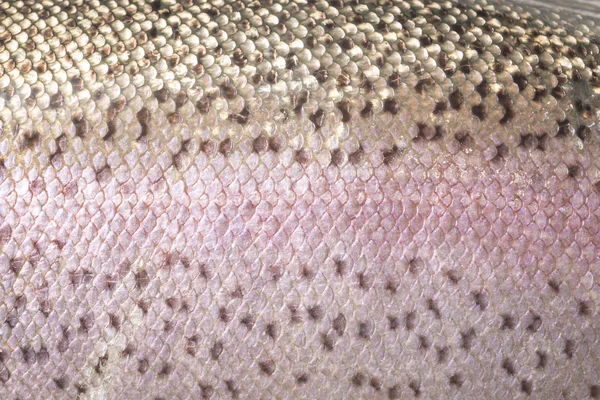 Scales of rainbow trout, close up