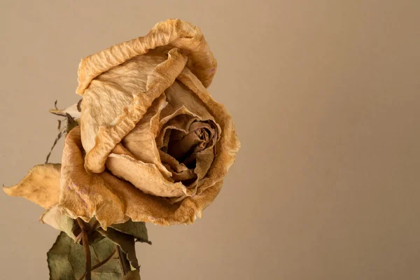Dried Rose on Stem