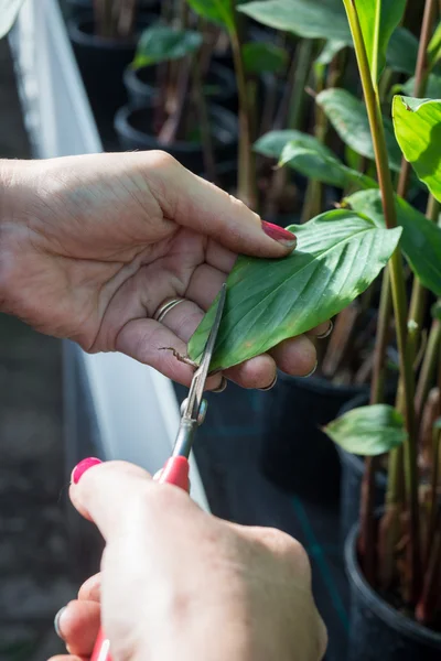 Woman with Painted Nails Snipping a Leaf in Plant Nursery