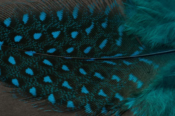 Textured peacock feather close up