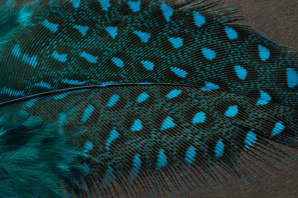 Textured peacock feather close up