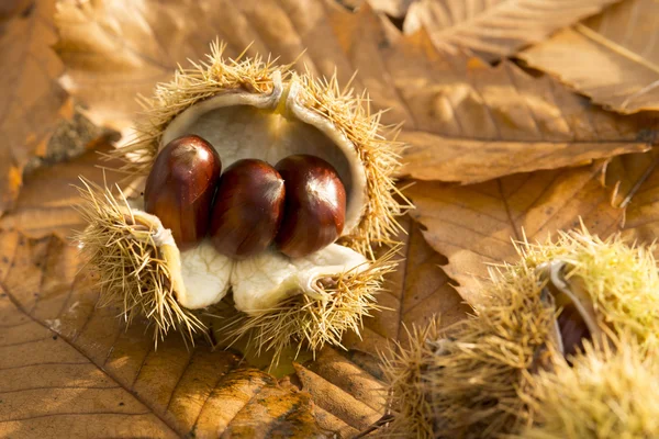 Sweet chestnuts on a leafy background