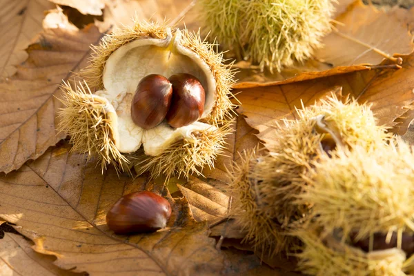 Sweet chestnuts on a leafy background