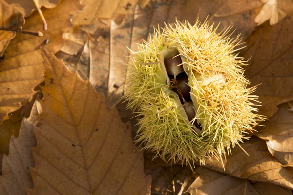 Sweet chestnut shell