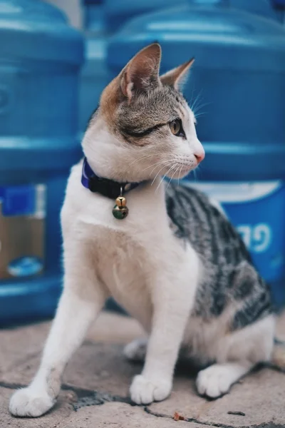 White and grey cat with collar