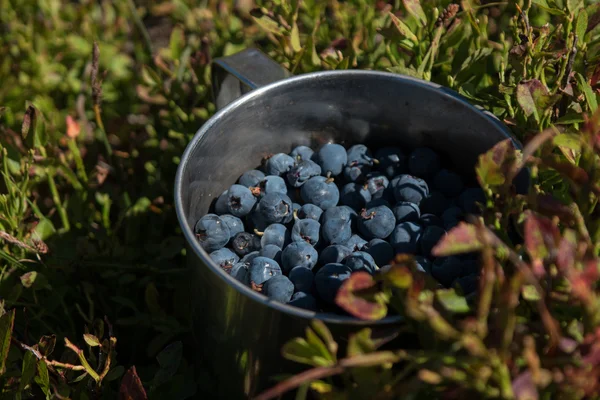 Aluminium cup with blueberries in the blueberries bush in the Ca