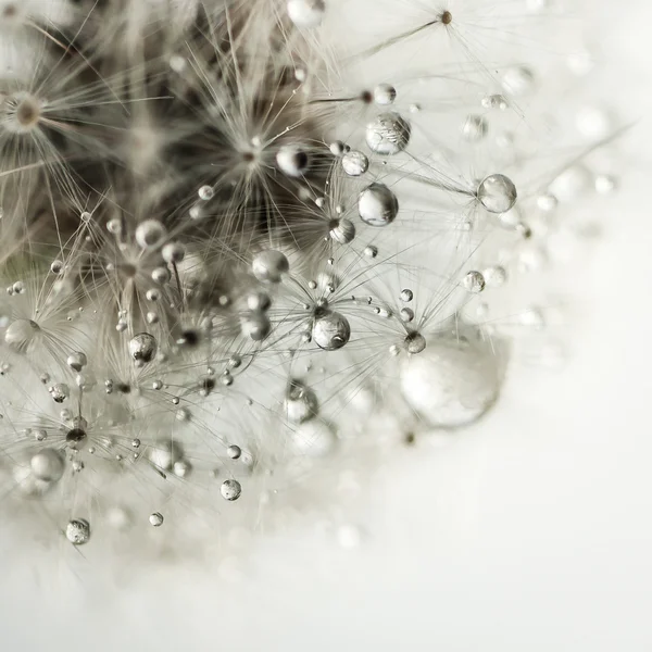 Macro photo of plant seeds with water drops.