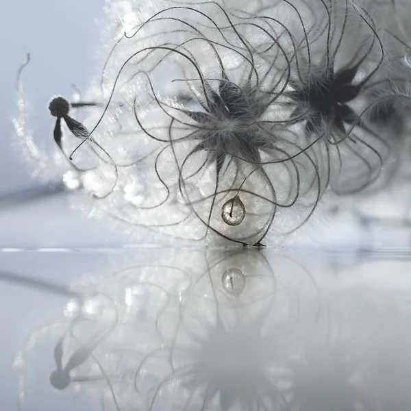 Macro photo of plant seeds with water drops.