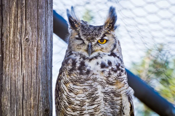 Great Horned Owl Winking