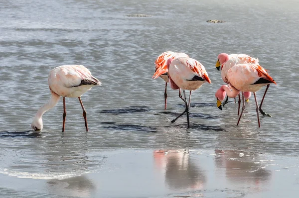 Flamingo group in the High Andean Plateau, Bolivia