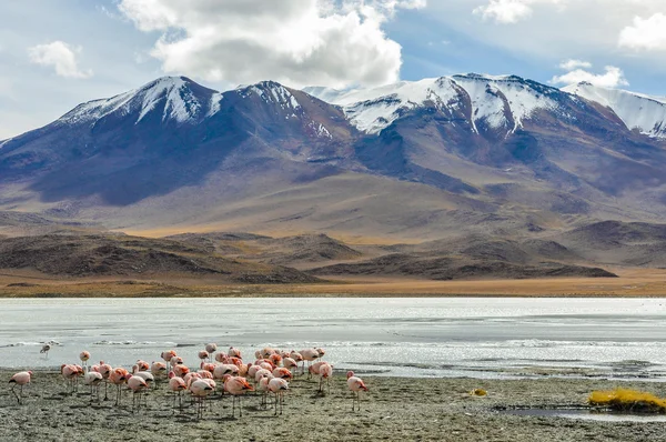 Flamingo group in the High Andean Plateau, Bolivia