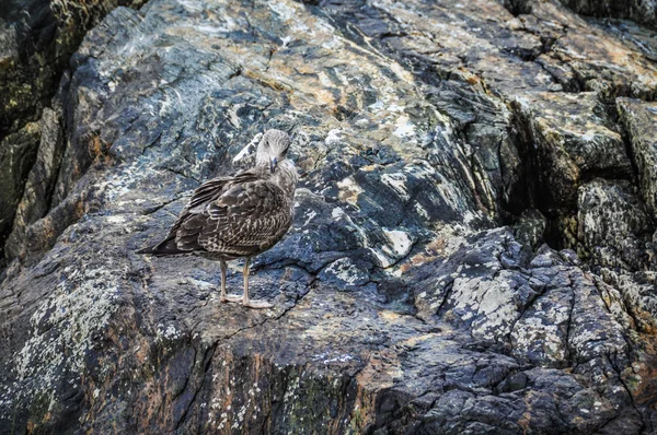 Lonely bird in the Milford Sound, New Zealand