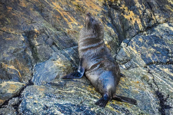 Cute seal in the Milford Sound, New Zealand