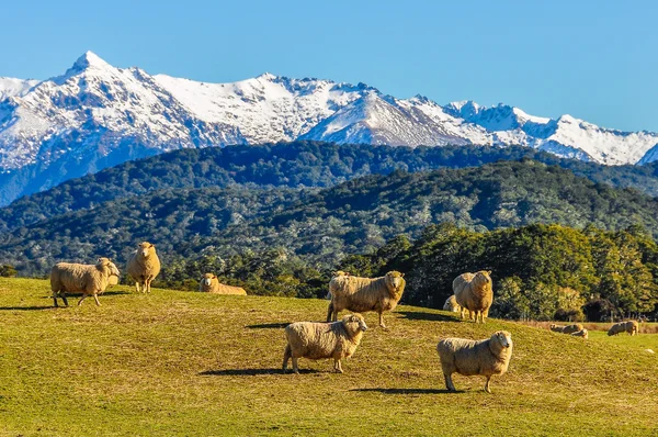 Sheep in a green meadow in New Zealand
