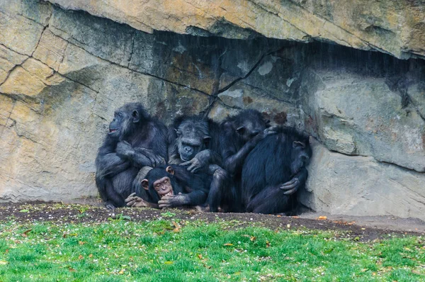 Chimpanzees in a zoo in Valencia, Spain