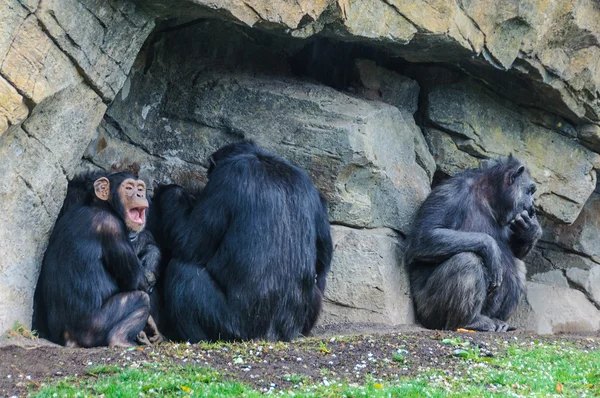 Chimpanzees in a zoo in Valencia, Spain