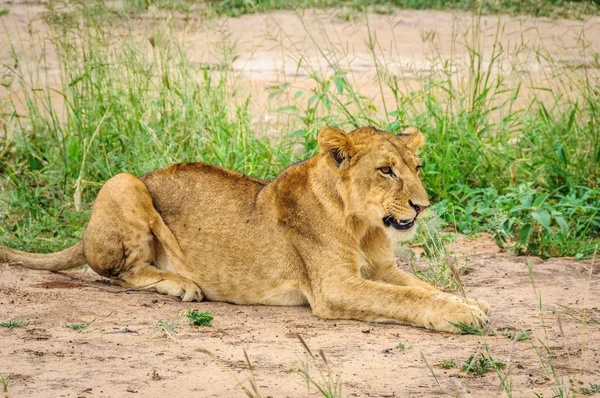 Lion waiting to hunt in Tarangire Park, Tanzania
