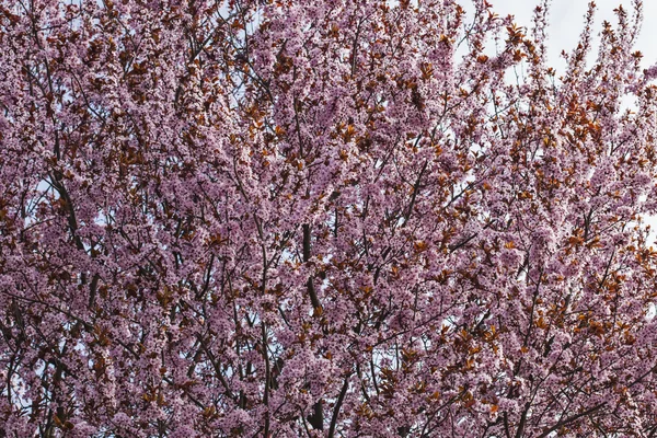 Japanese tree top blossom - pink flowers - background texture
