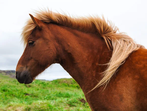 Authentic Icelandic horse, beautiful friendly animal