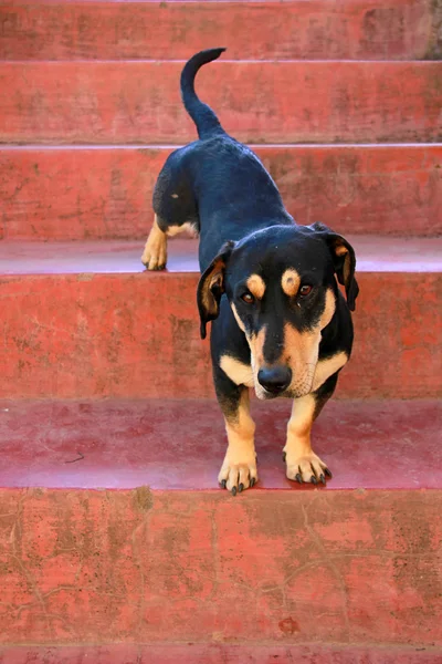 Red dog on the stairs