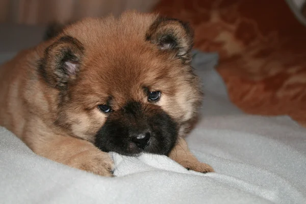 Ginger chow-chow puppy