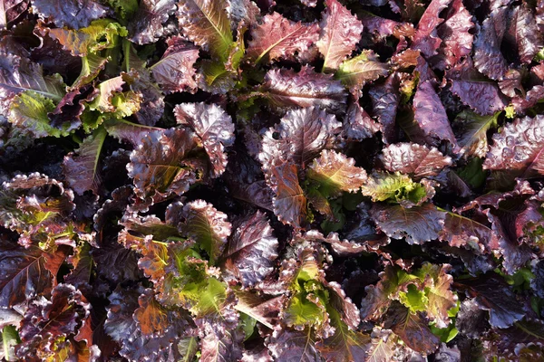 Red oak leaf lettuce,Fresh garden salad.