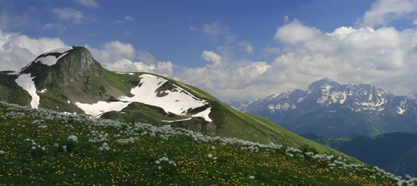 Alpine meadows in the mountains