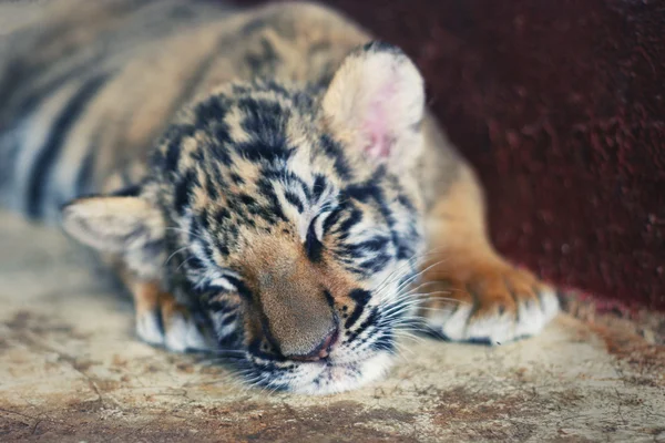 Sleeping cute baby tiger. Small tiger cub. Funny baby tiger sleep on the floo