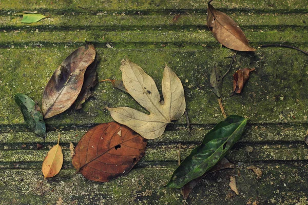 Red, yellow, green and brown leaves on green background with moss. Autumn leaves background.