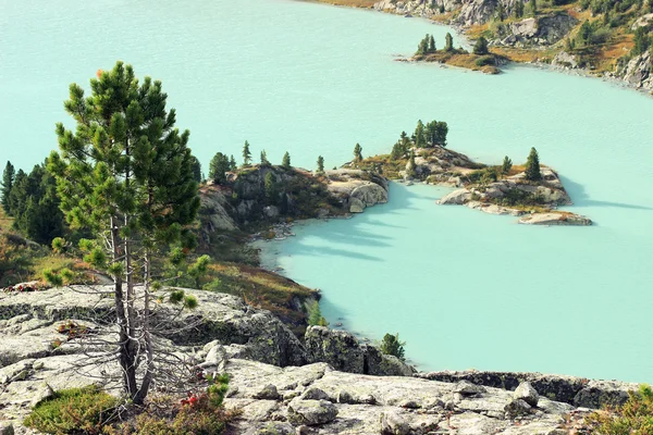 Pine tree among rocks and stones and emerald mountain lake on th