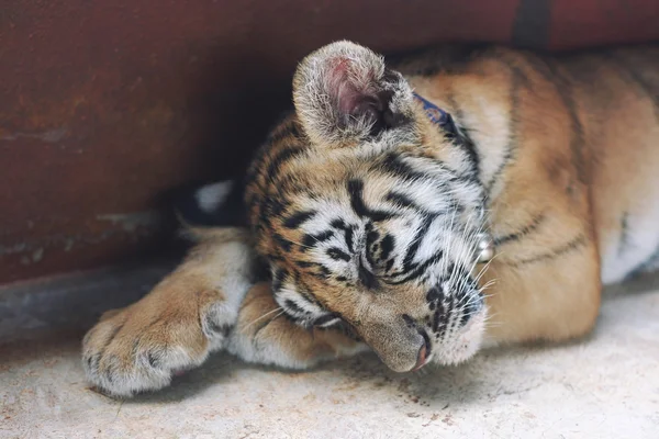 Sleeping cute baby tiger. Small tiger cub. Funny baby tiger slee
