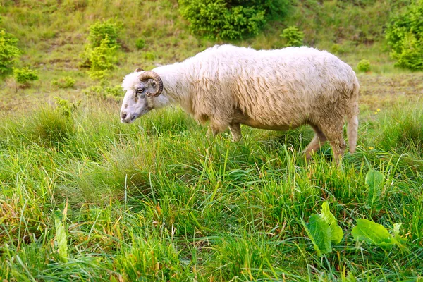 Sheep grazing in a green field