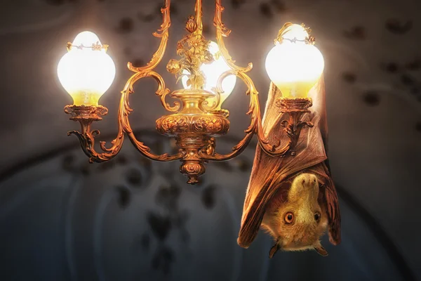 Bat hanging upside down on chandelier